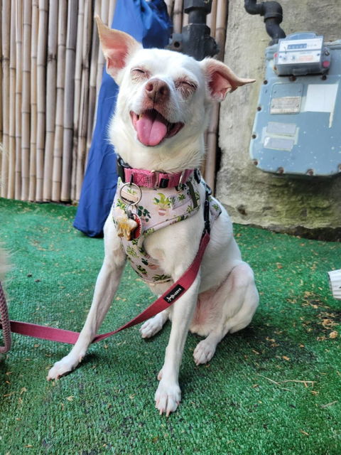 Adjustable Boho Botanical Dog Harness
