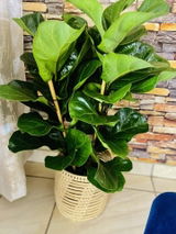 Sibongile Limba review photo