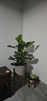 Arina Bohmer review photo
