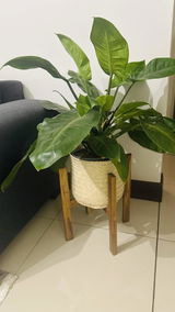 Sello Kale review photo