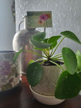 Thalischa du Plessis review photo