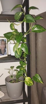 Thembisile Moloi review photo