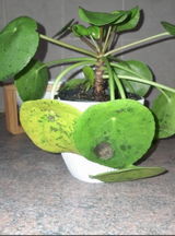 Mpho M review photo
