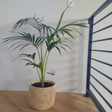 Ris review photo