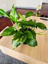 Konke Majalisa review photo