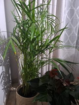 Mariska Roodt review photo