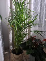 Mariska Roodt review photo