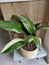 Ferdo Pretorius review photo