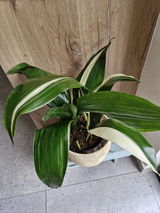 Ferdo Pretorius review photo