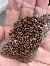 Ologbon review photo
