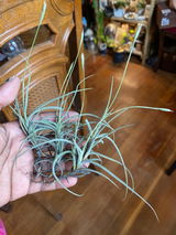 Ardrea review photo