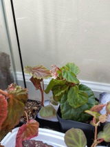 Cassandra Cutler review photo