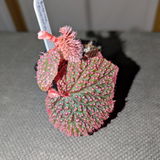 cookie333 review photo