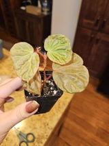 Zoë review photo