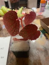 Etsy customer review photo