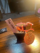 Etsy customer review photo