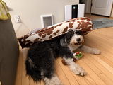 DoodleMom review photo