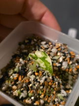 Krustee review photo