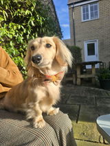 Abbie Pledger review photo