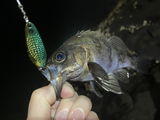 FAILED ANGLER YOHEI review photo