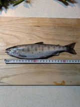 shin review photo