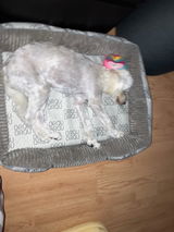 Gabriela review photo