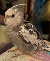 Love my Cockatiel review photo