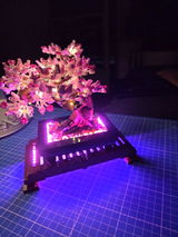 M.Z. review photo