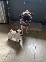'@peterporkerthepug' review photo