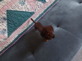 David (D.J.) Risk review photo