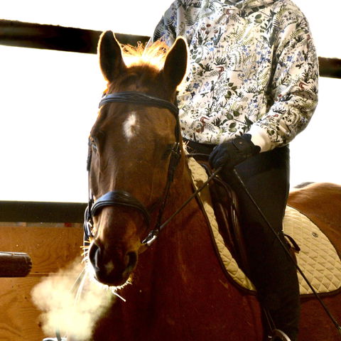 ExionPro 'Perseus' Bridle Without Flash | Jumping Bridles