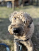 Windy Fleischaker review photo