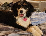 Peggy review photo