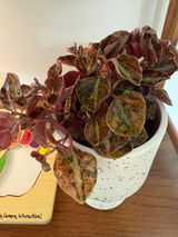 Chelsea Lopez review photo