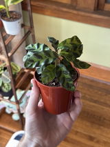 Alysa Goodwin review photo