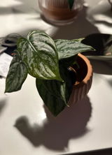 Alexamil review photo