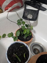 Etsy customer review photo