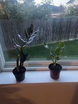 Andromeda Dieters review photo