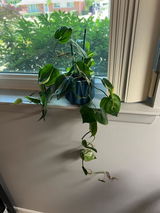 Etsy customer review photo