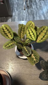 Jaysonn Snyder review photo