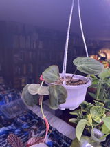 Heather Callin review photo