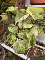Midwest Plant Hoarder review photo