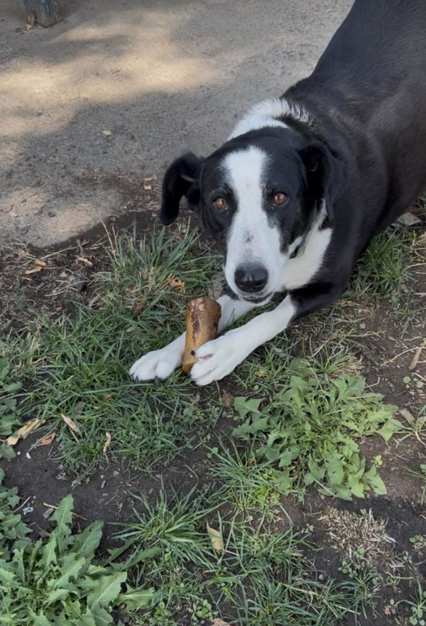 Black and white dog enjoying a Bubs Bones marrow bone on the grass