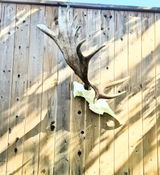 Alfs Taxidermy review photo