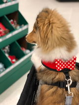 Sheltie review photo