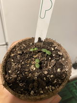 C.G. review photo