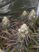 BudGrows D. review photo