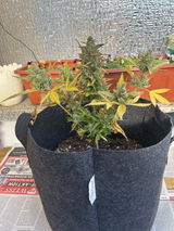 Shorty review photo
