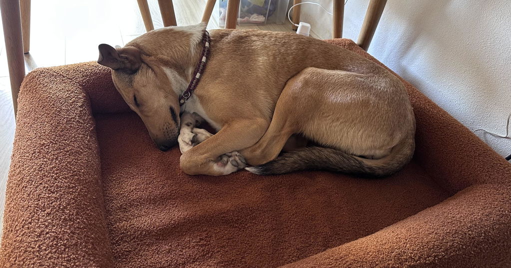 Medium Buddy Bed