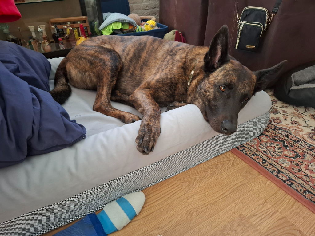 Buddy Beds